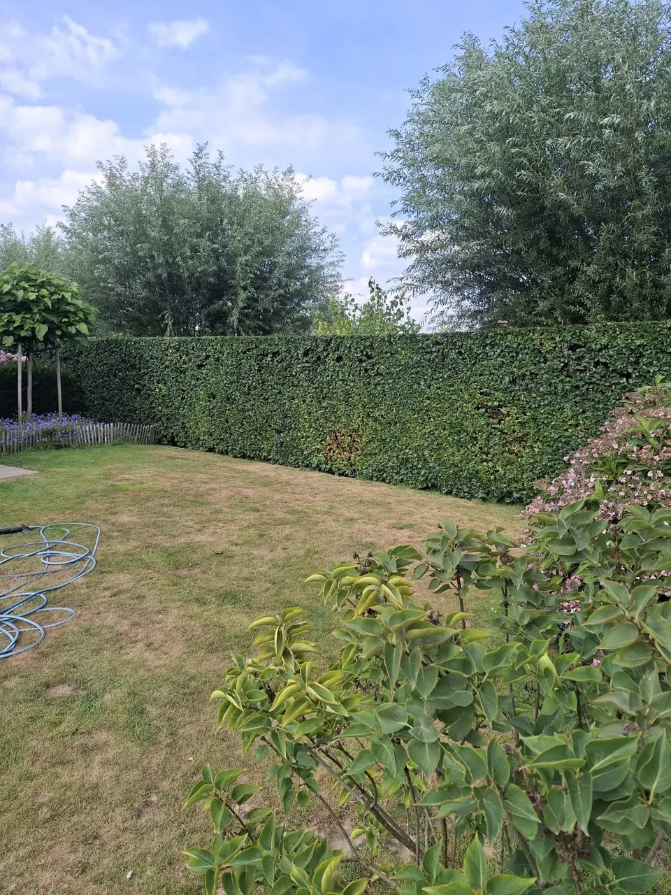 Achtertuin met gesnoeide haag en struiken