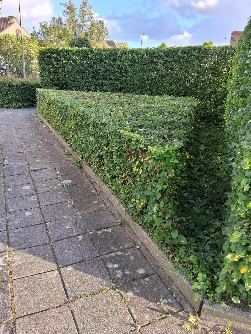 Strak gesnoeide haag langs een tegelpad