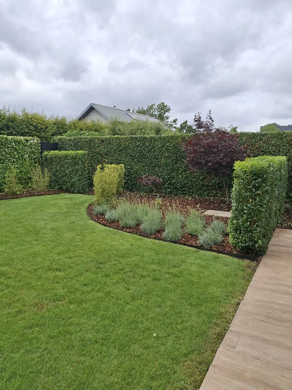 Gebogen border met lavendel en een Japanse esdoorn voor een groene haag, met stalen boordrand