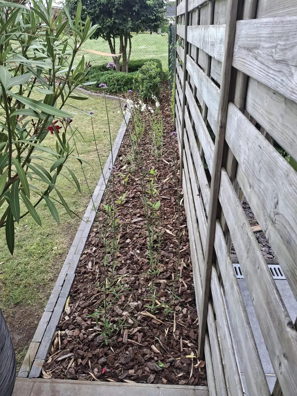 Smalle border met verbena en gaura in houtschors langs een houten schutting