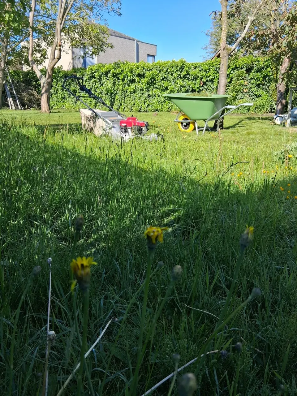 Hoog gras met paardenbloemen voor het maaien
