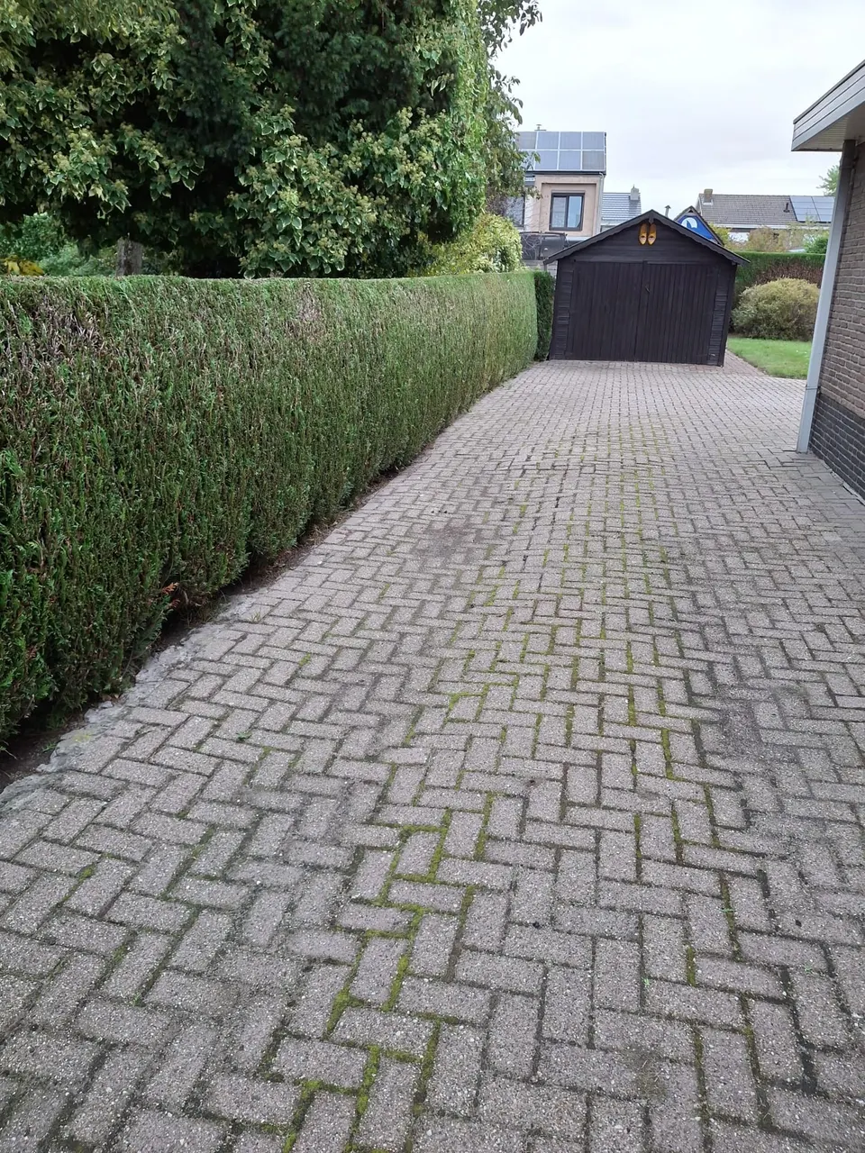 Gesnoeide haag langs een klinkeroprit