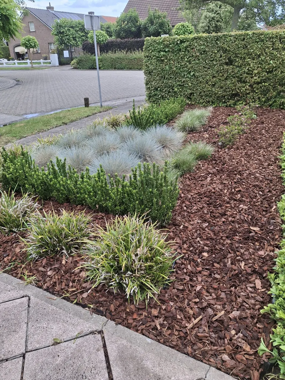 Voortuin met siergrassen, buxus en een border in houtschors langs een beukenhaag