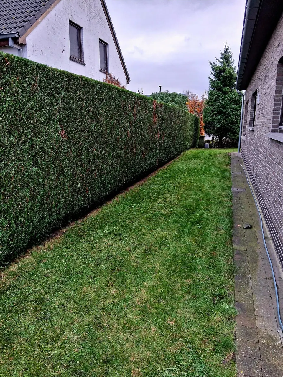 Hoge gesnoeide haag naast een gemaaide grasstrook langs een woning