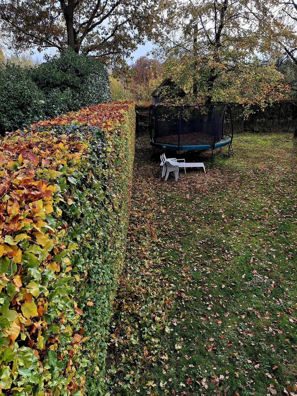 Gesnoeide beukenhaag in een achtertuin in de herfst